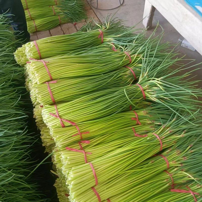 【精品】蒜薹，红帽蒜薹山东菏泽产地直发，量大从优欢迎咨询