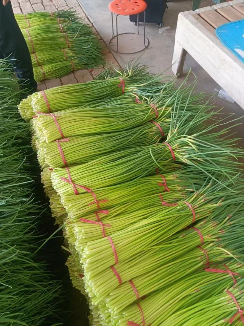 【精品】蒜薹，红帽蒜薹山东菏泽产地直发，量大从优欢迎咨询