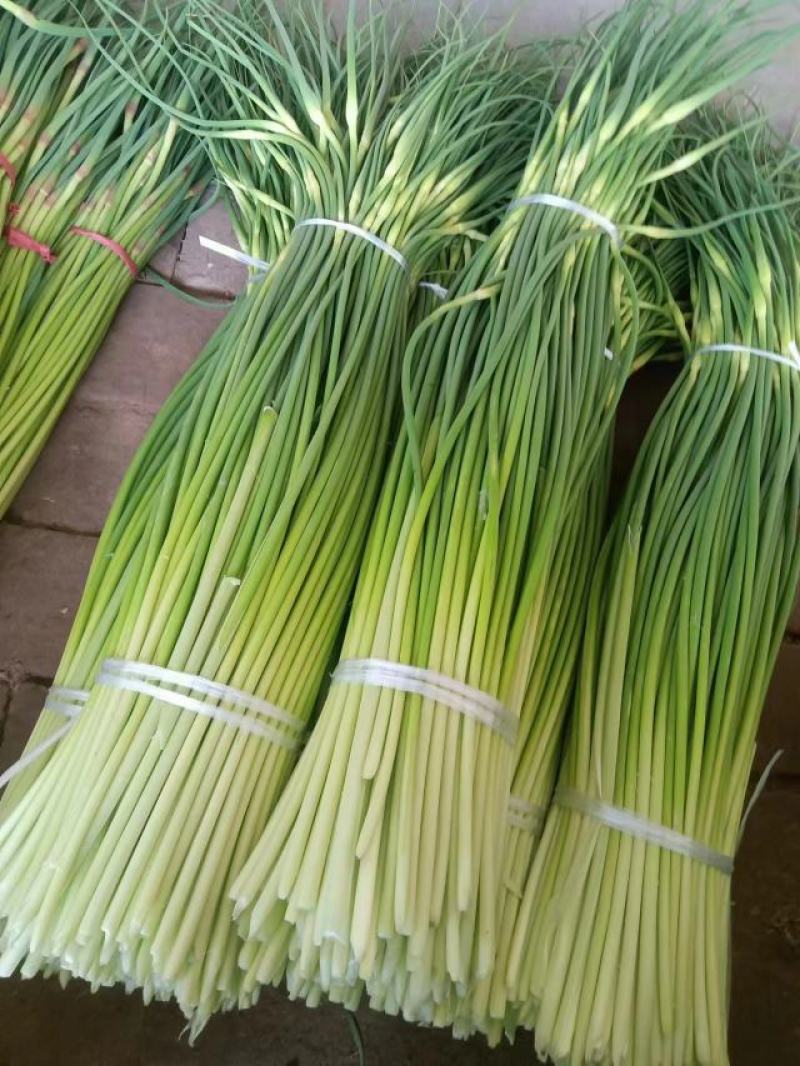 【精品】蒜薹，红帽蒜薹山东菏泽产地直发，量大从优欢迎咨询