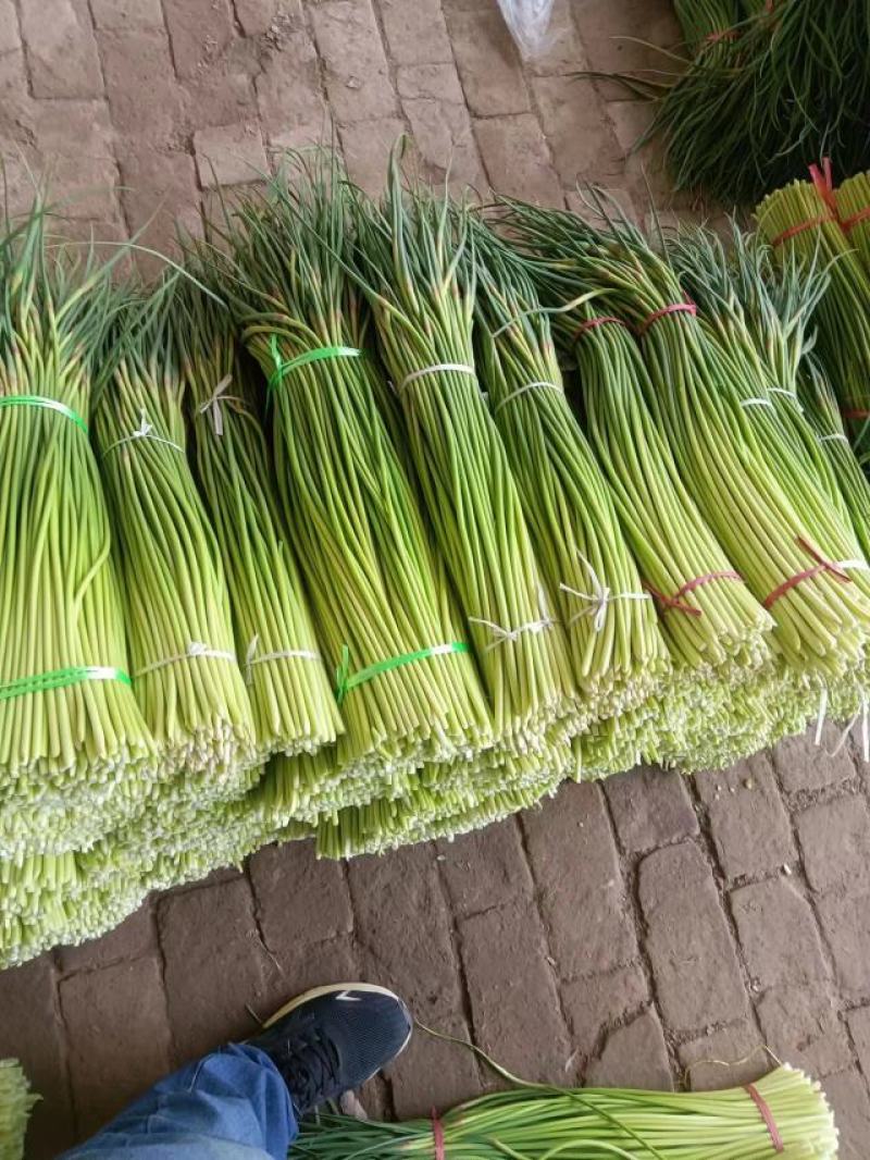 【精品】蒜薹，红帽蒜薹山东菏泽产地直发，量大从优欢迎咨询