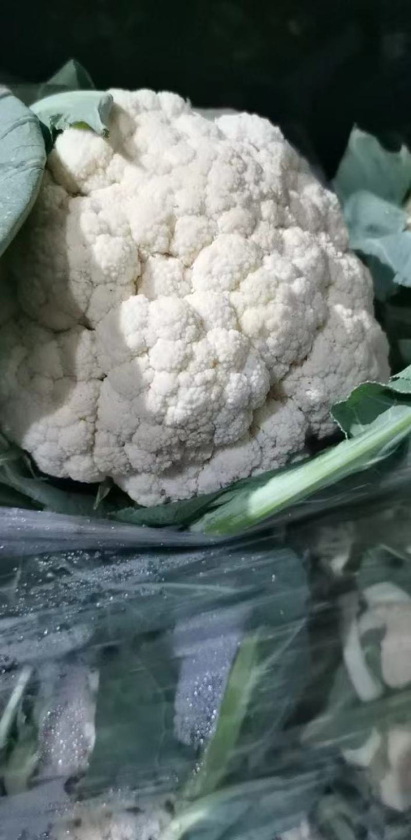 菜花，山东菏泽菜花，松花菜，大量供应，新鲜采摘量大从优