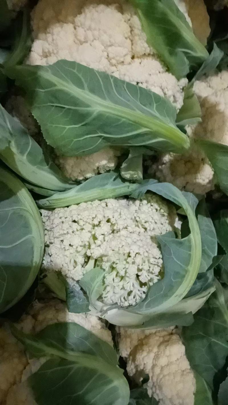 菜花，山东菏泽菜花，松花菜，大量供应，新鲜采摘量大从优