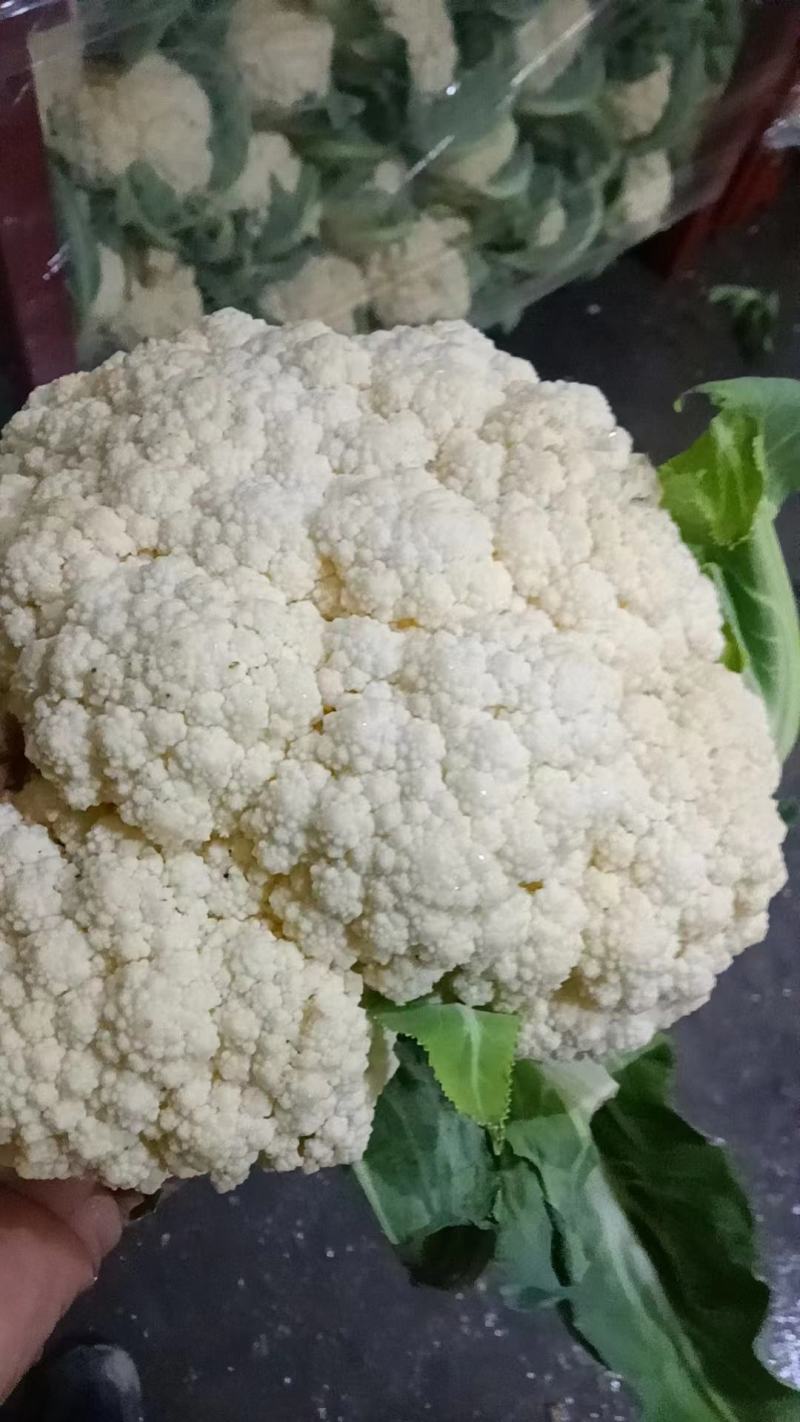 菜花，山东菏泽菜花，松花菜，大量供应，新鲜采摘量大从优