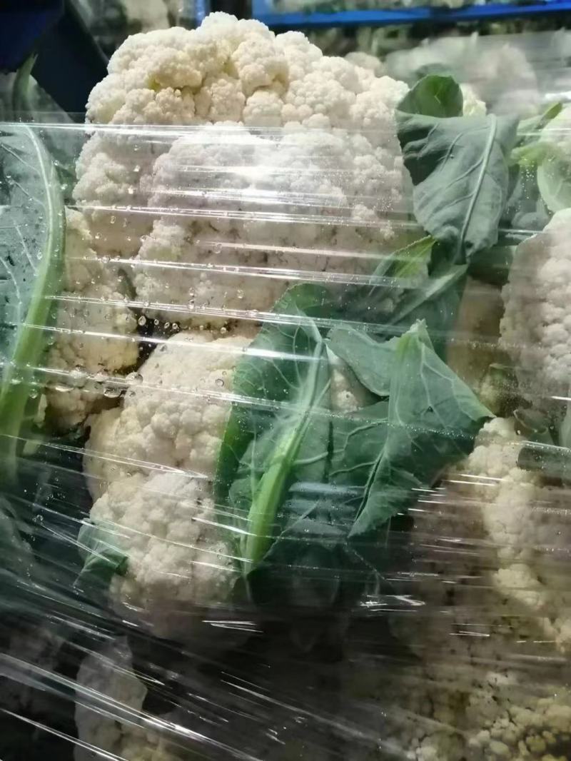 菜花，山东菏泽菜花，松花菜，大量供应，新鲜采摘量大从优