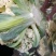 菜花，山东菏泽菜花，松花菜，大量供应，新鲜采摘量大从优