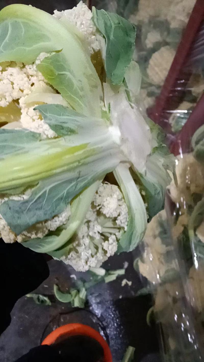菜花，山东菏泽菜花，松花菜，大量供应，新鲜采摘量大从优