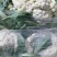 菜花，山东菏泽菜花，松花菜，大量供应，新鲜采摘量大从优