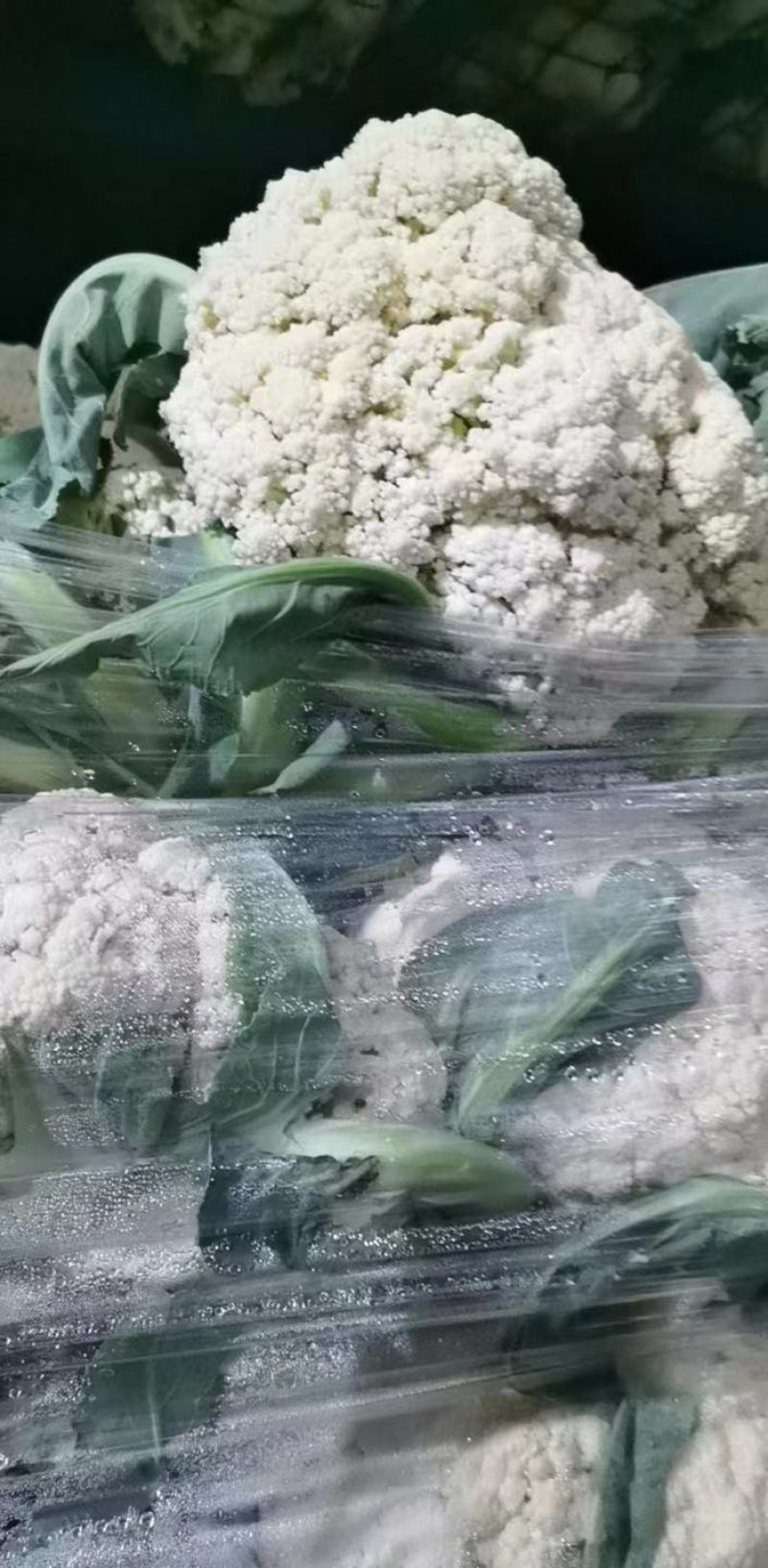 菜花，山东菏泽菜花，松花菜，大量供应，新鲜采摘量大从优