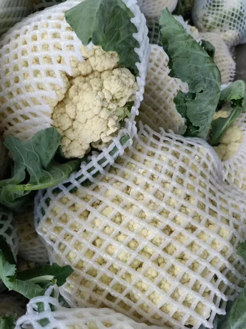 菜花，山东菏泽菜花，松花菜，大量供应，新鲜采摘量大从优