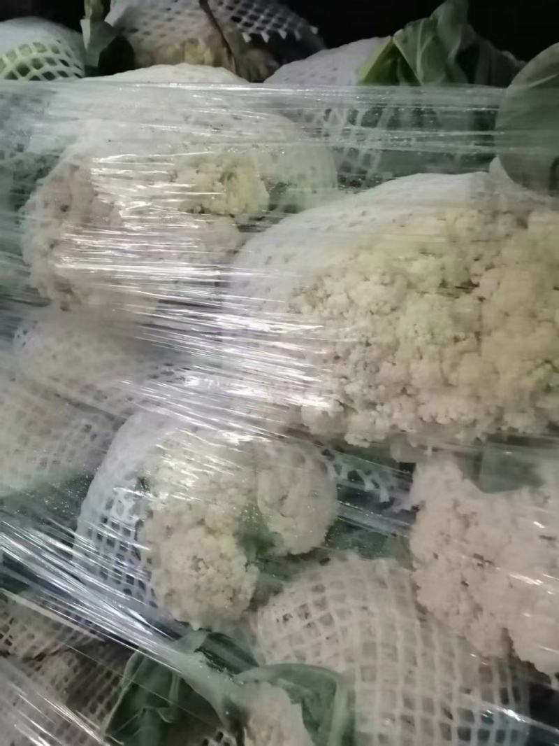菜花，山东菏泽菜花，松花菜，大量供应，新鲜采摘量大从优