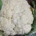 菜花，山东菏泽菜花，松花菜，大量供应，新鲜采摘量大从优
