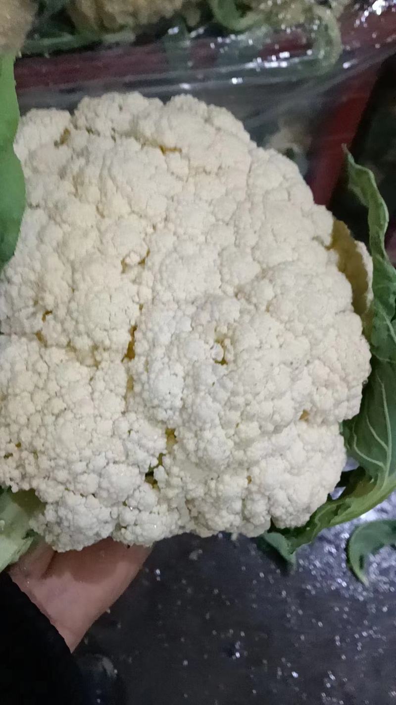 菜花，山东菏泽菜花，松花菜，大量供应，新鲜采摘量大从优