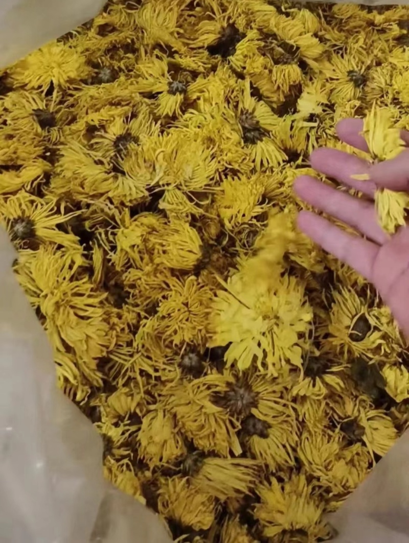 菊花
