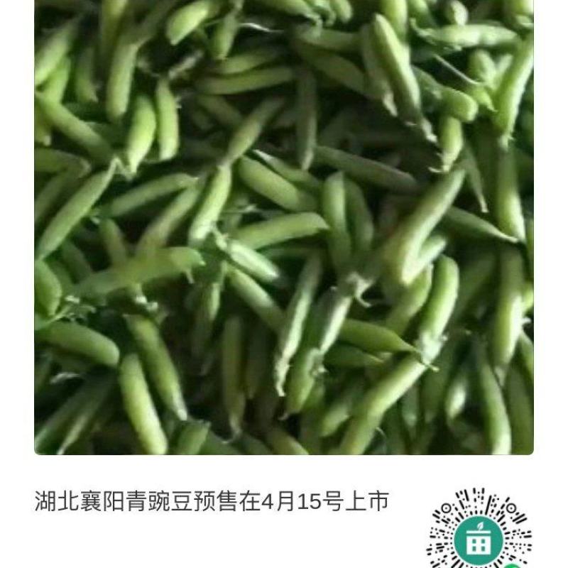 湖北襄阳青豌豆大量上市