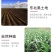 多省包邮）正宗东北黄金米新米正宗黄金大米伴侣五谷杂粮特产