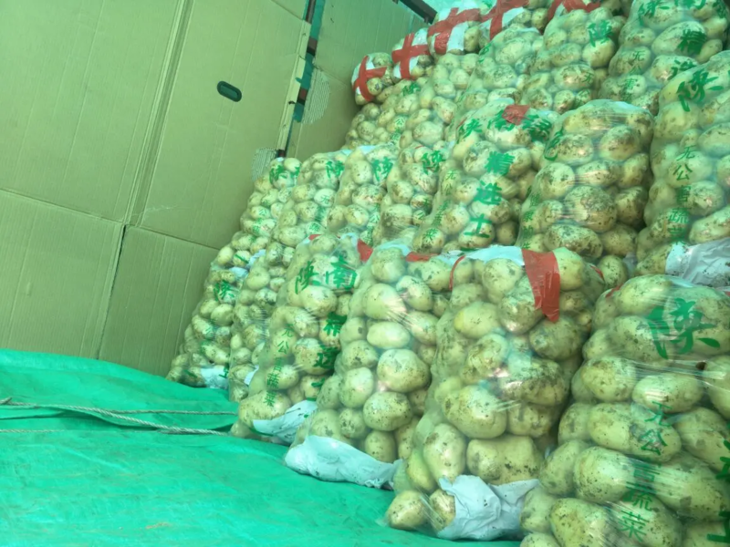 精品土豆汉中土豆沃土5号产地直供量大优惠按需包装