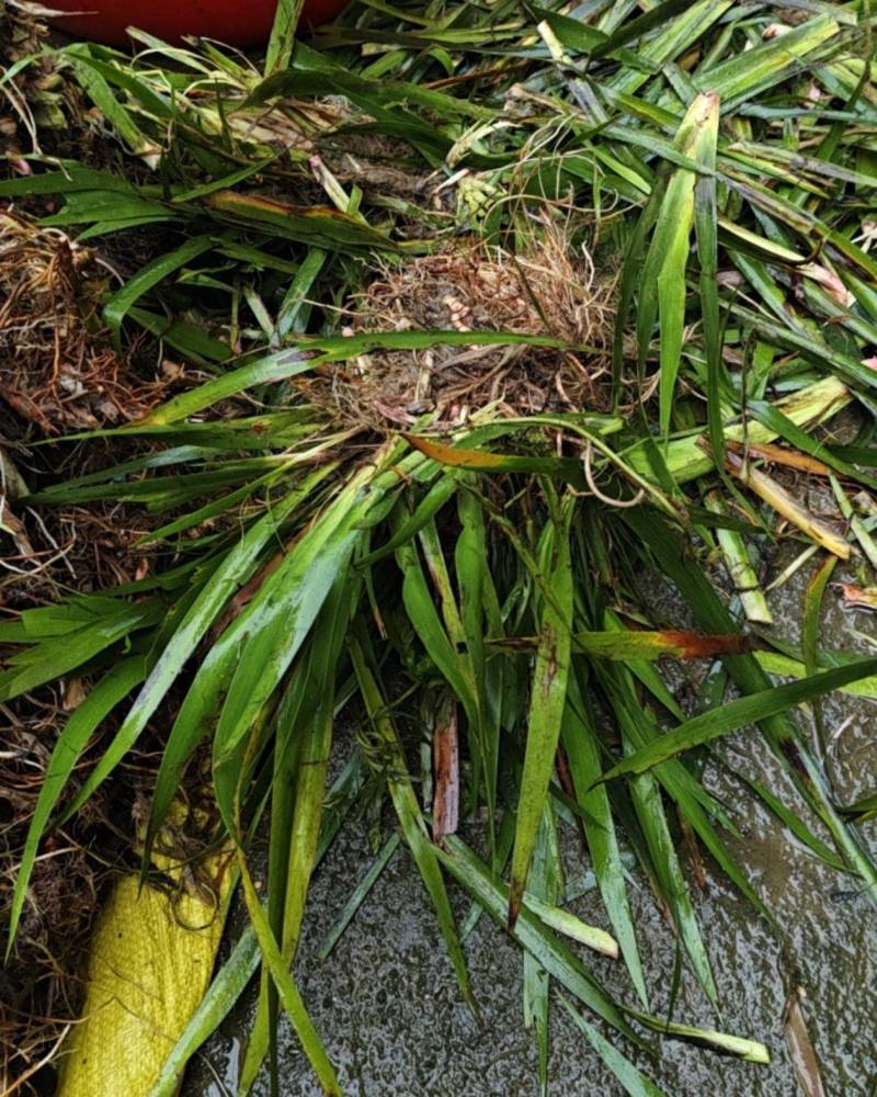 野生菖蒲根，野生菖蒲叶