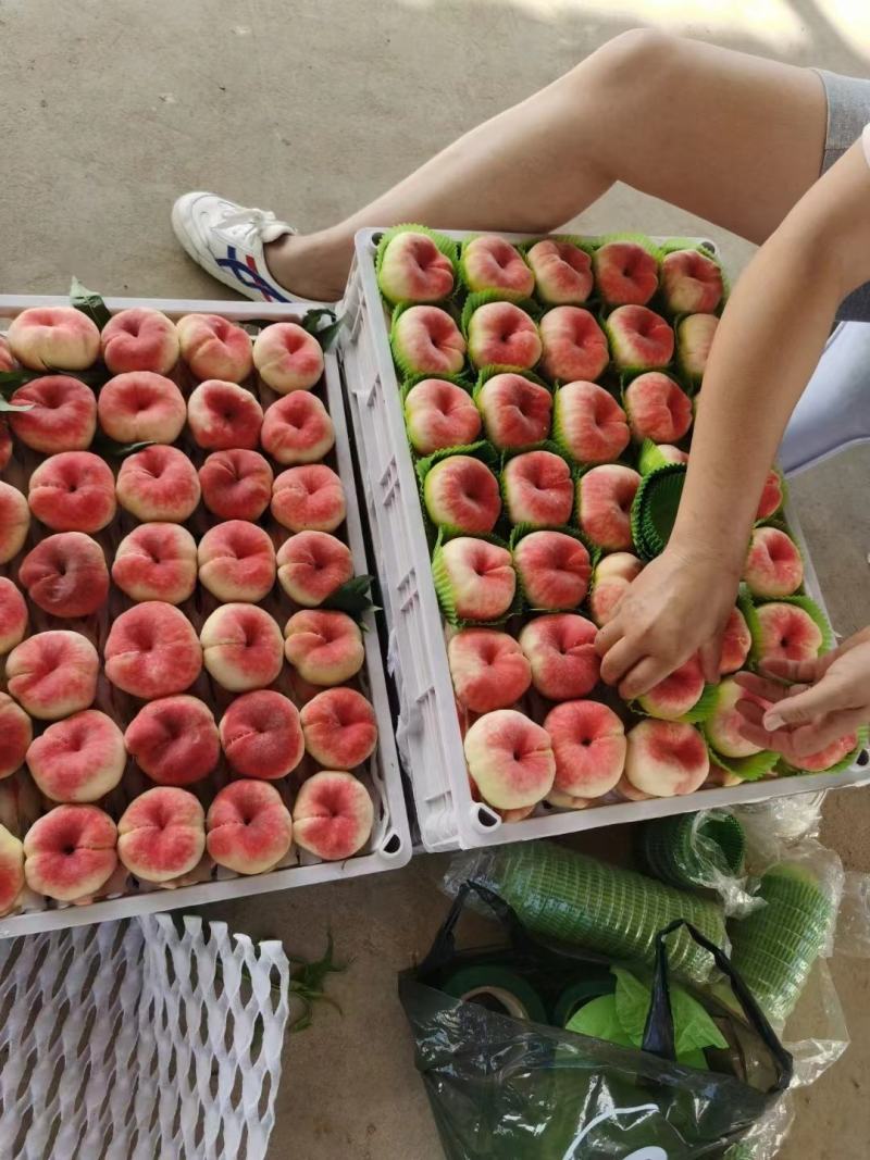 蟠十三毛蟠桃