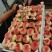 蟠十三毛蟠桃
