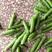 陕西汉中豌豆青豌豆大量供应中现采先发对接商超市场等