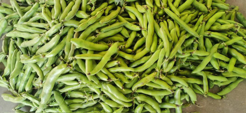 新鲜蚕豆，个头大，大量上市，有需要联系。