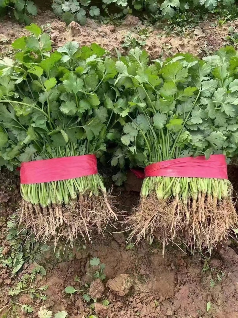精品大叶香菜，大量上市25到30公分叶大颜色绿产地直发