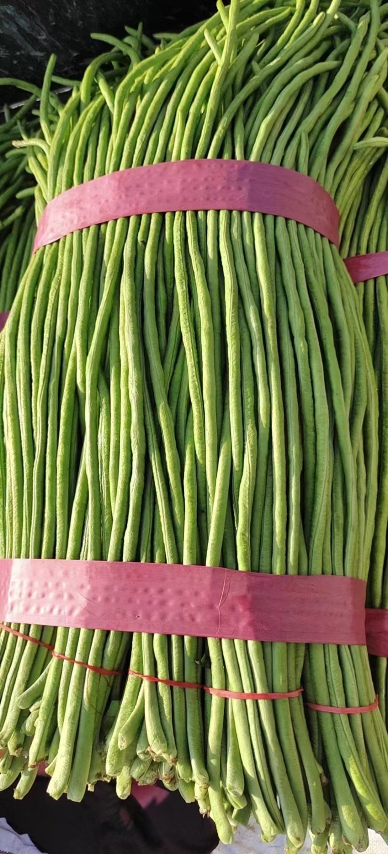 精品长豆角，现摘现发，基地直供，货源充足，价格美丽，视频看货