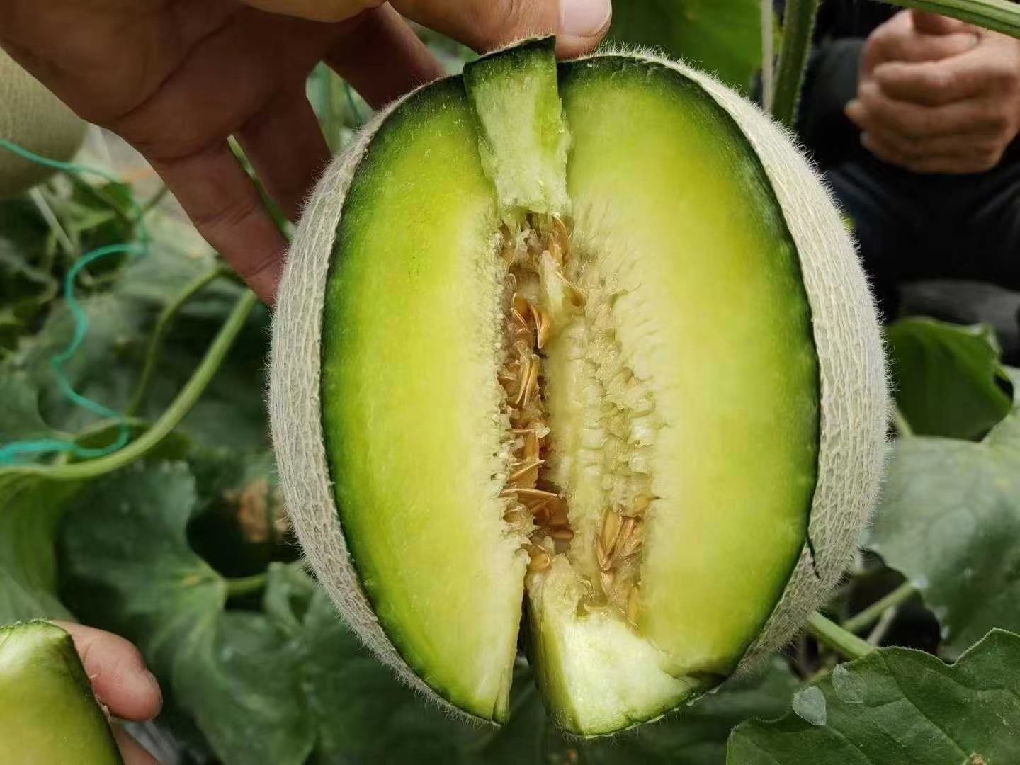 一颗被横向切开的哈密瓜,左侧显示完整的网纹表皮,右侧露出橙红色的厚实果肉与中心腔室;断面清晰可见网纹延伸至果皮内层,与维管束系统相连,体现结构连续性 哈密瓜横切面展示果肉与网纹连接结构