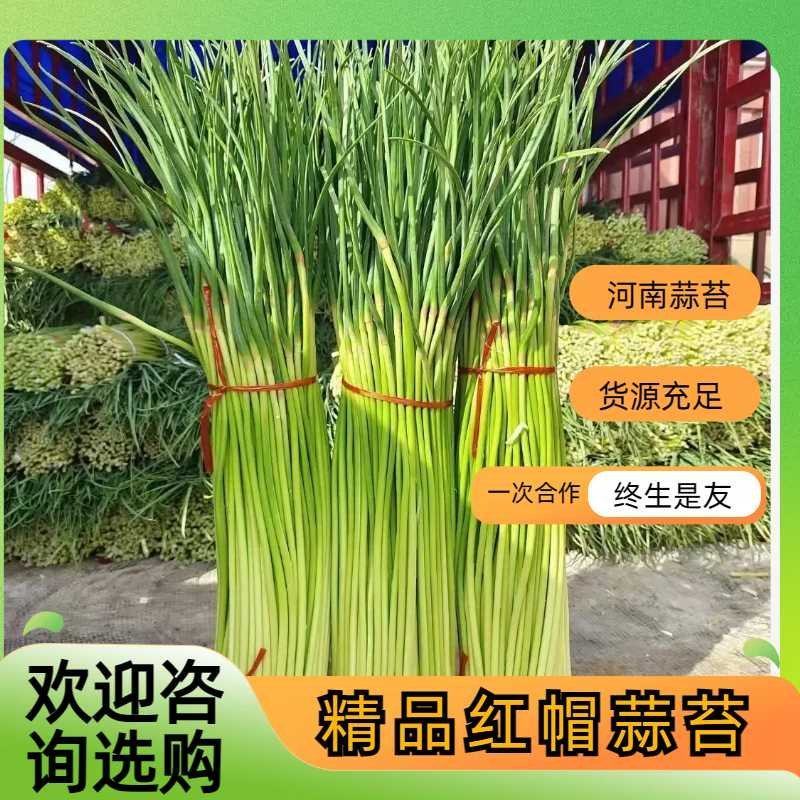 精品红帽蒜薹，蒜苔河南蒜苔鲜蒜苔大量供应欢迎来电