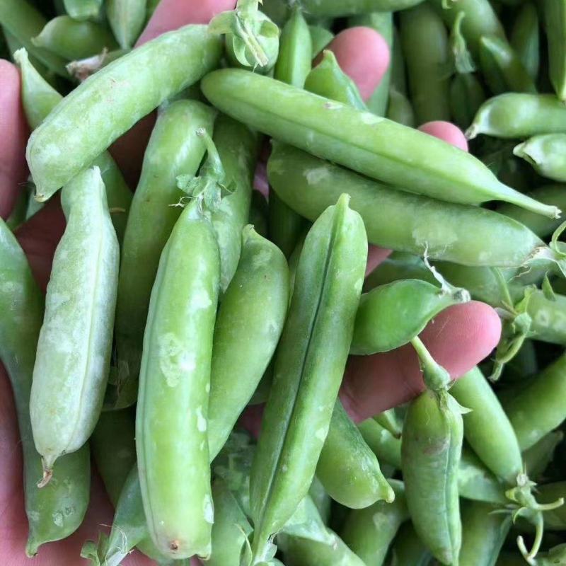 【好货】中豌6号中碗9号湖北青豌豆大量供货产地直发