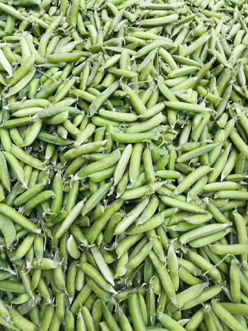 【好货】中豌6号中碗9号湖北青豌豆大量供货产地直发