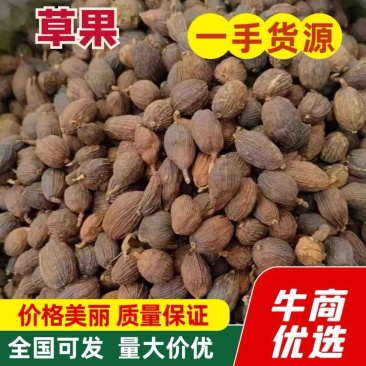 云南草果