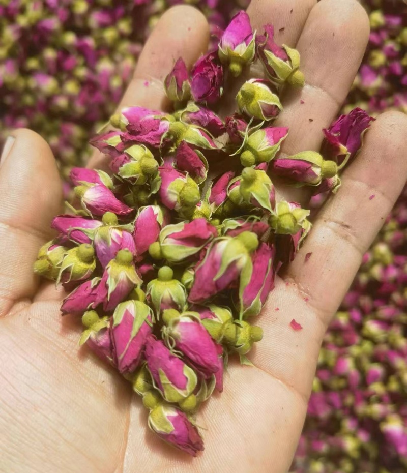 苦水玫瑰花蕾《菏泽》无硫品质保证常年批发厂家直供