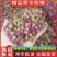 苦水玫瑰，无硫