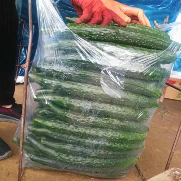 精品黄瓜毛毛钱斤，绿皮绿肉价格不高按需包装精品通货都有