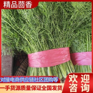 【荐】精品茴香应季蔬菜量大货优现采现摘全国发货热卖中