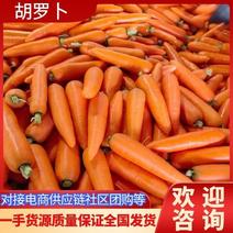 精品胡萝卜产地直发大量上市货品质量保证，欢迎合作