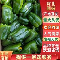 精品圆椒供应各类应季蔬菜量大货优质量品种齐全