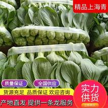【荐】河北油菜上海青精品油菜上海青可实地欢迎咨询
