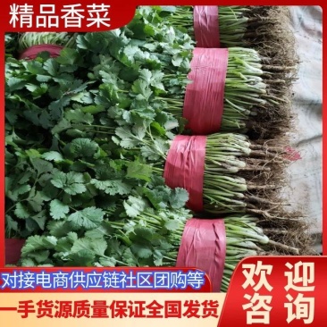 精品大叶香菜，大量上市25到30公分叶大颜色绿产地直发
