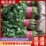 精品大叶香菜，大量上市25到30公分叶大颜色绿产地直发