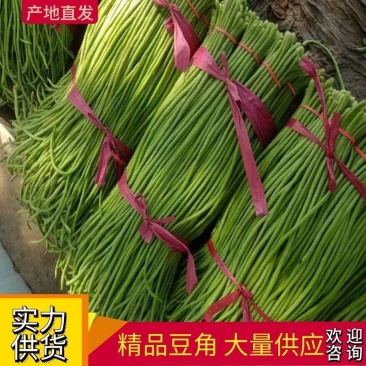 精品长豆角，现摘现发，基地直供，货源充足，价格美丽，视频看货