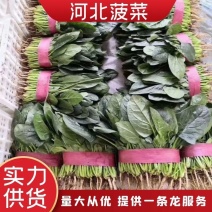 河北精品大叶菠菜颜色绿大量上市产地直发，质量保障现货现发