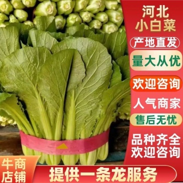 【小白菜】河北小白菜大量上市颜色绿产地直发,质量有保证。