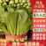 【小白菜】河北小白菜大量上市颜色绿产地直发,质量有保证。