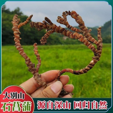 【野生石菖蒲】道地药材石菖蒲当季新货多规格可选包邮