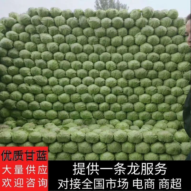 精品甘蓝，量大货优质量保证，销往全国，包装齐全，视频看货！