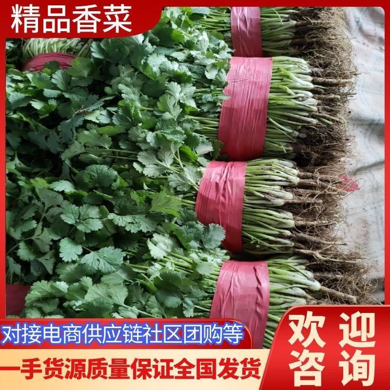 河北大叶香菜，25到30公分叶大颜色绿产地直，发现货现发