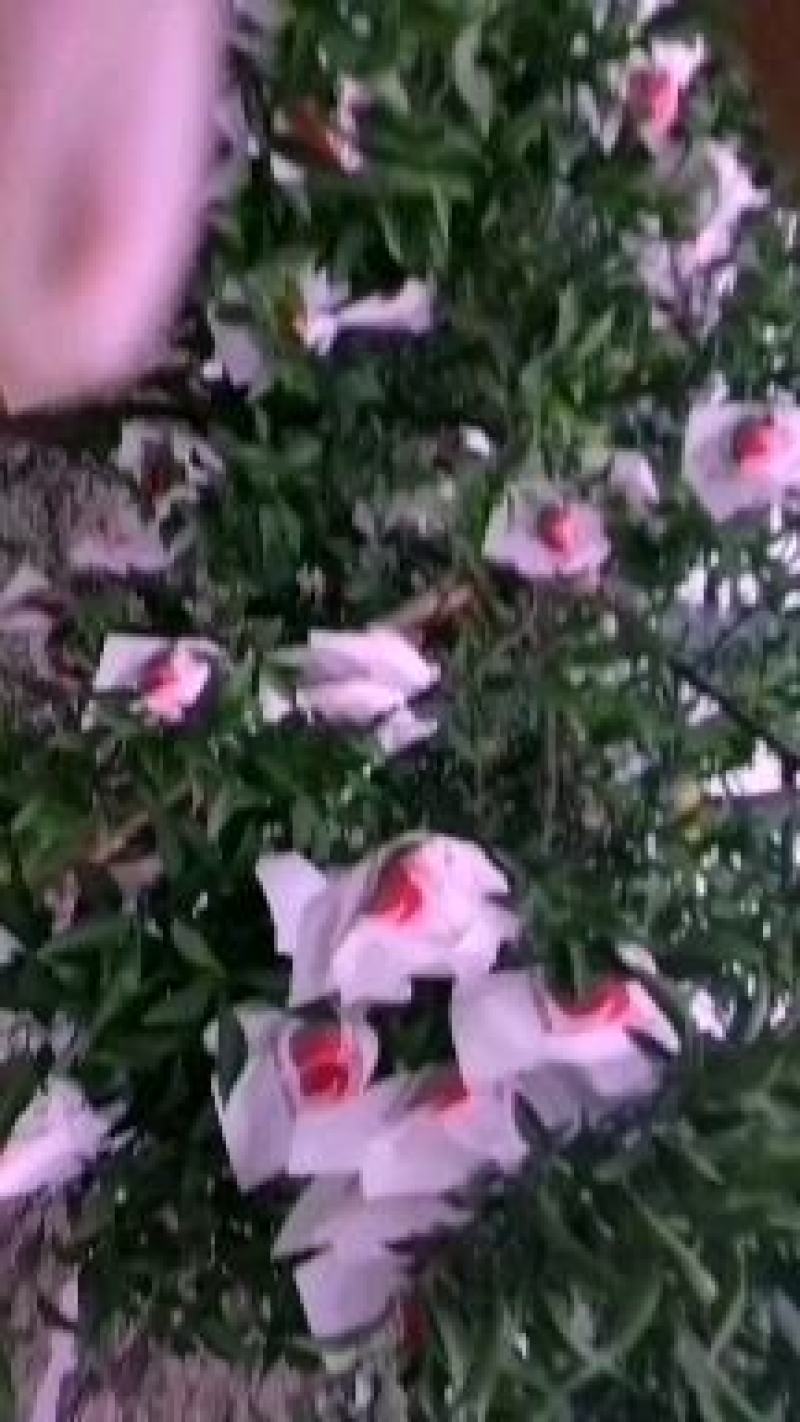 仁寿耙耙柑纯甜。