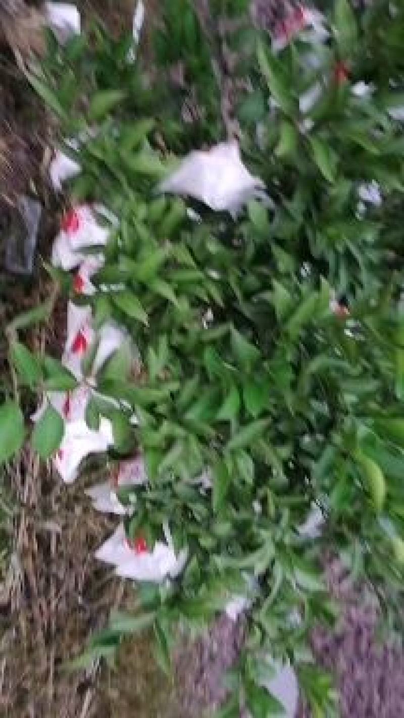仁寿耙耙柑纯甜。